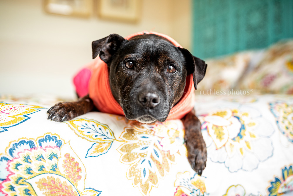 senior staffy dog lying on bed wearing orange and pink jacket