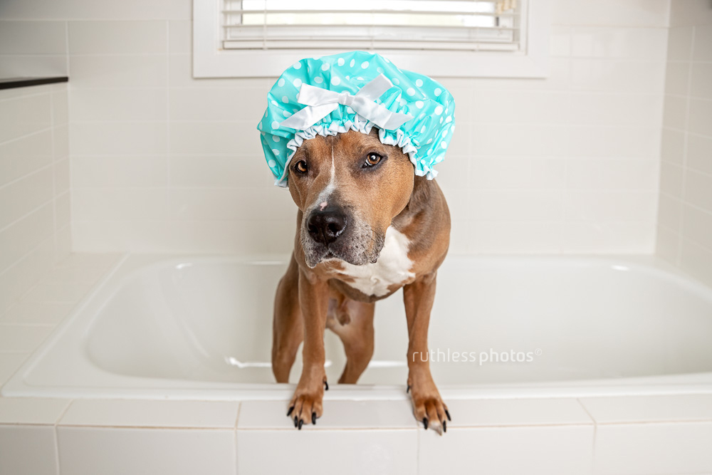 pit bull type dog standing in bath wearing blue shower cap