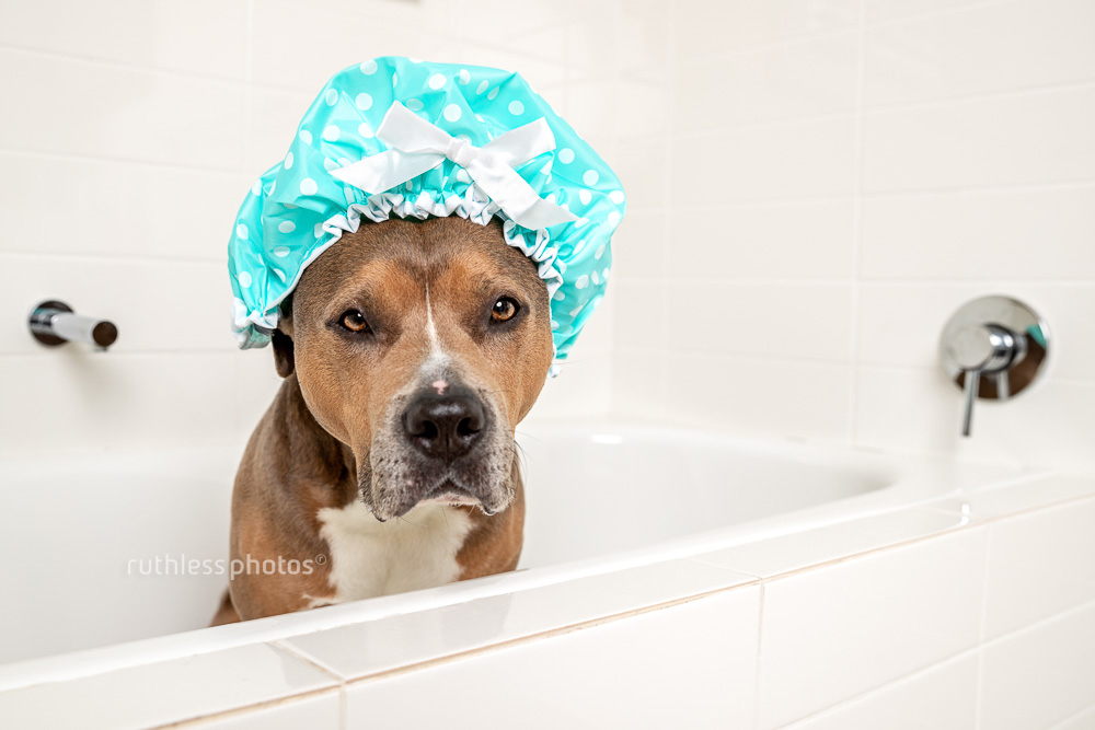 pit bull type dog sitting in bath wearing blue shower cap