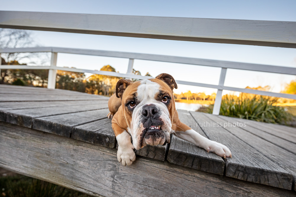 bulldog lying on wooden bridge very wide angle