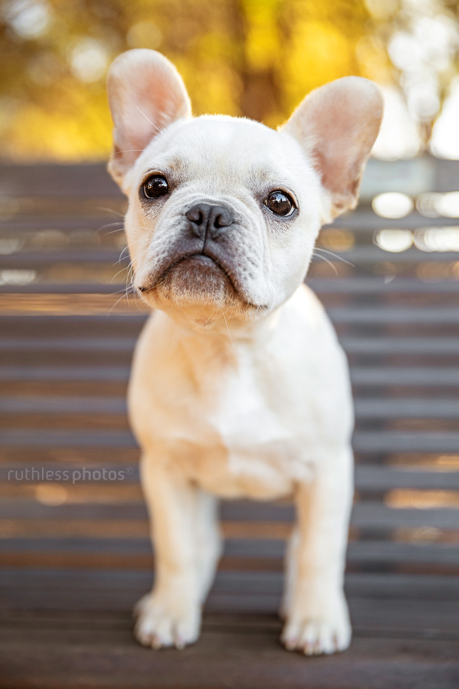 inquisitive fawn french bulldog puppy standing on wooden bench