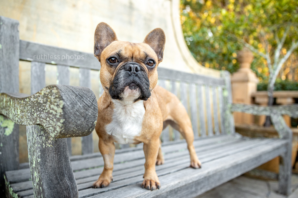 stocky red french bulldog standing on a wooden bench