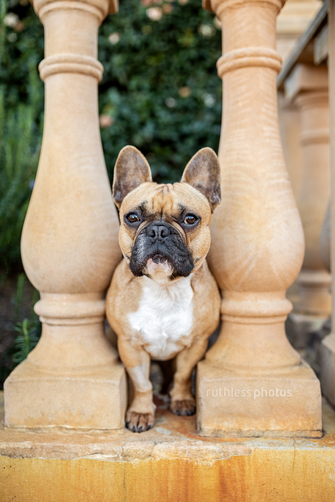 red frenchie standing between pillars