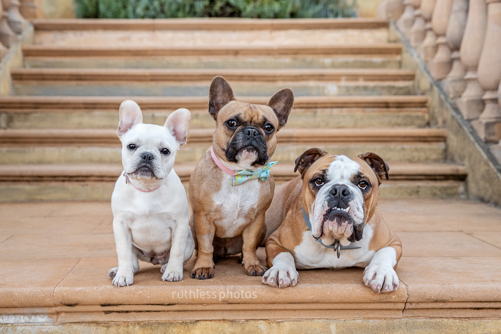 pack of bulldogs on a staircase