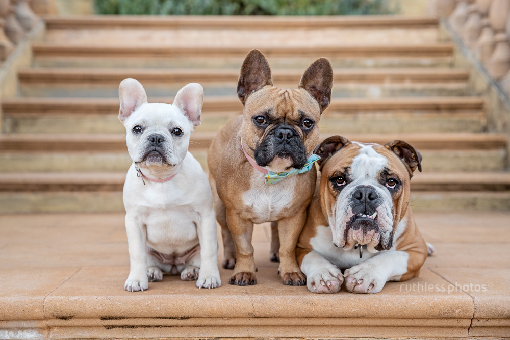bulldog and two french bulldogs on stone steps