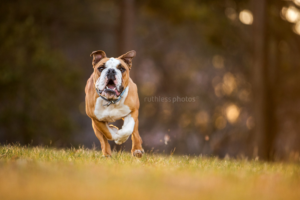 fit bulldog running towards camera