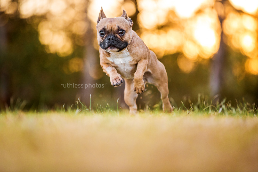 muscly french bulldog running towards camera at sunset
