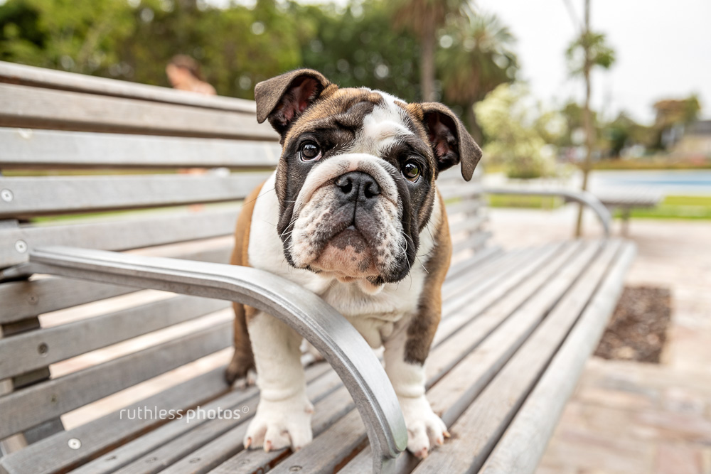 british bulldog puppy standing on a bench