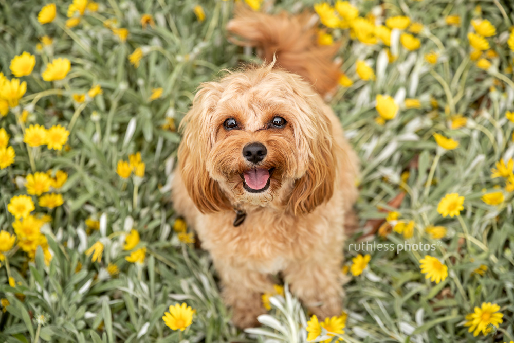 happy cavoodle in yellow flowers