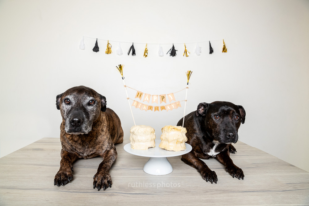 two sad dogs with birthday cake