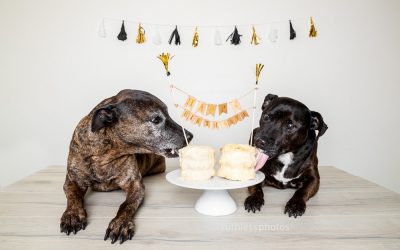 Cake smash birthday party for my two old dogs