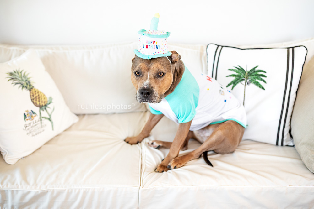 birthday dog in special outfit