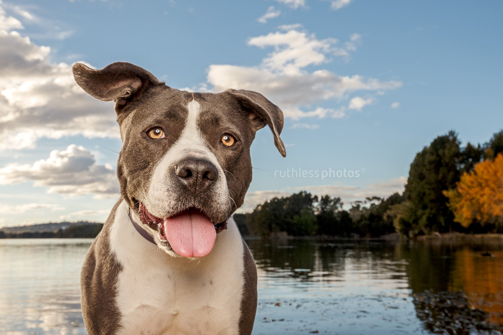 smiling blue and white amstaff sitting in front of blue sky and lake