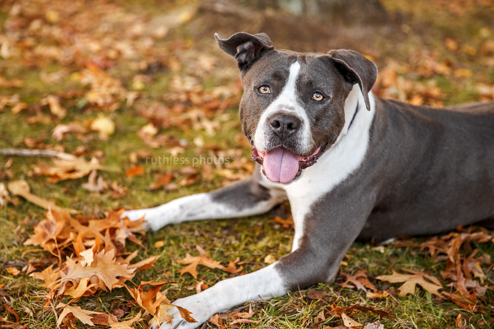 happy rescue pitbull type lying in autumn leaves looking up at camera