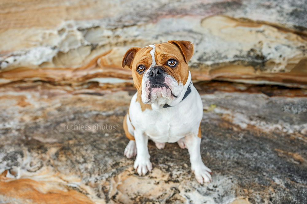 grumpy red and white bulldog sitting on rocks looking up