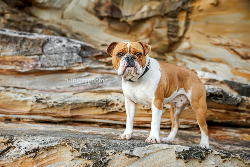 red and white bulldog standing on cool looking rocks at the beach