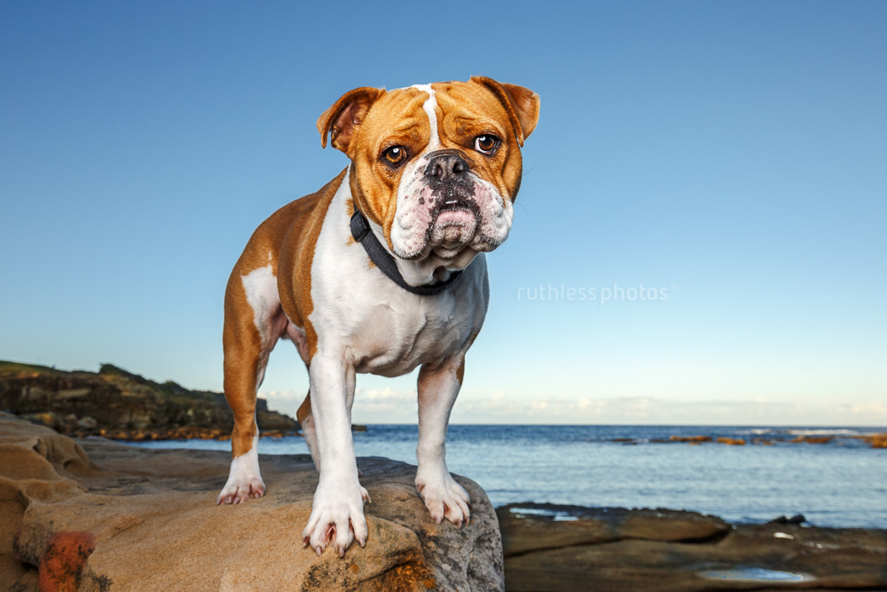red and white bulldog standing on rock with off camera lighting and very expressive face
