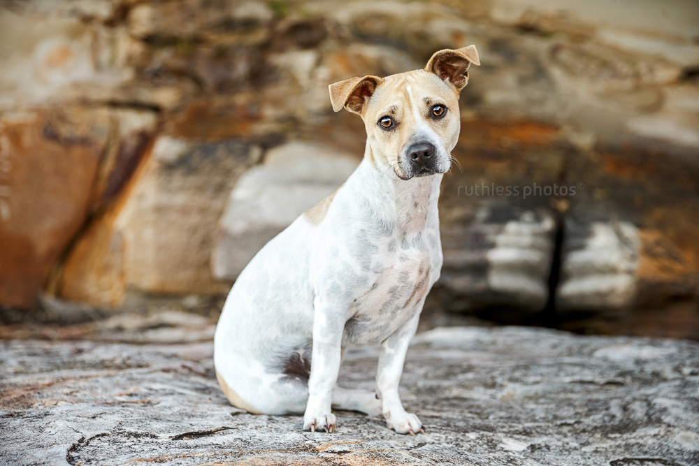 small tan and white pied terrier sitting on rock looking sad