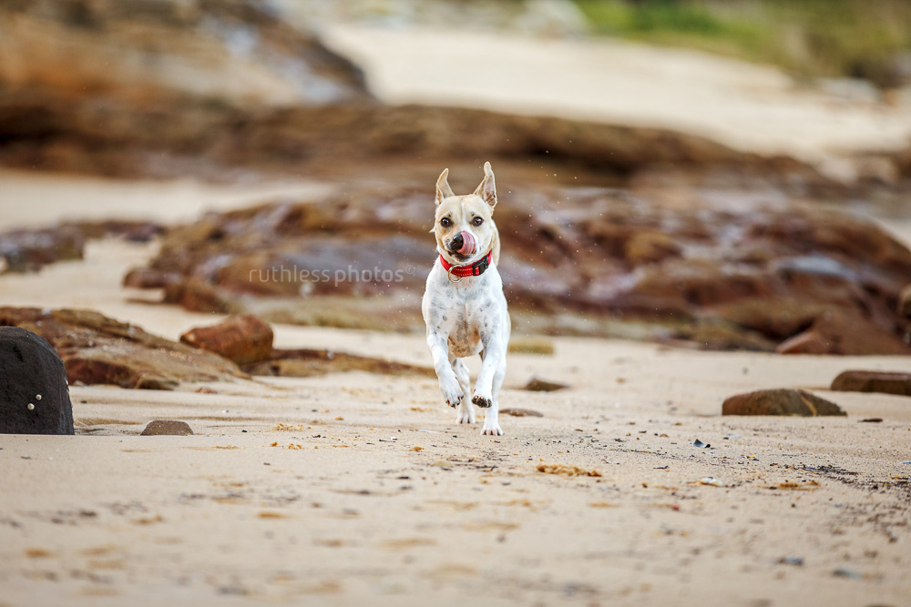 small tan and white pied terrier running on rocky beach