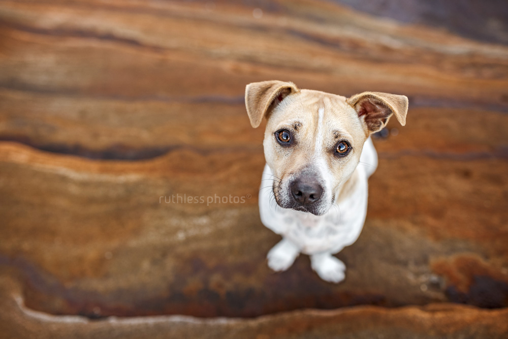small tan and white pied terrier sitting on rock looking up at camera