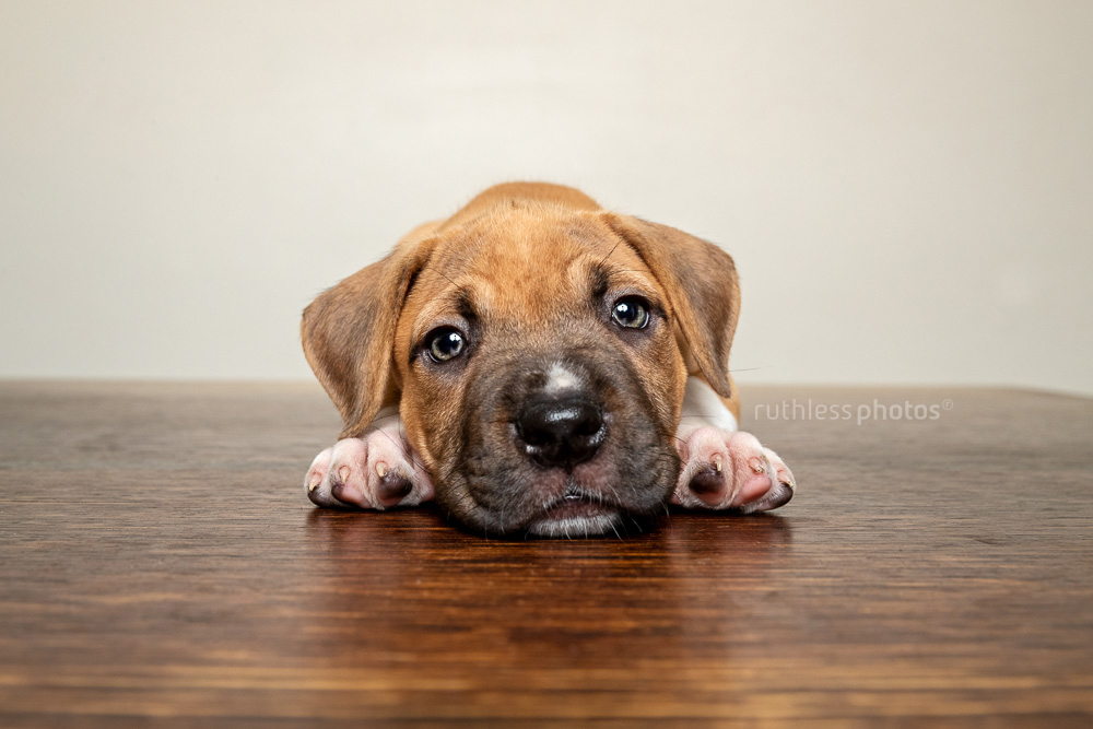 baby puppy lying with head resting on wooden table