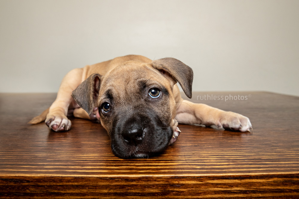 fawn pup with black mask lying on wooden table looking sad