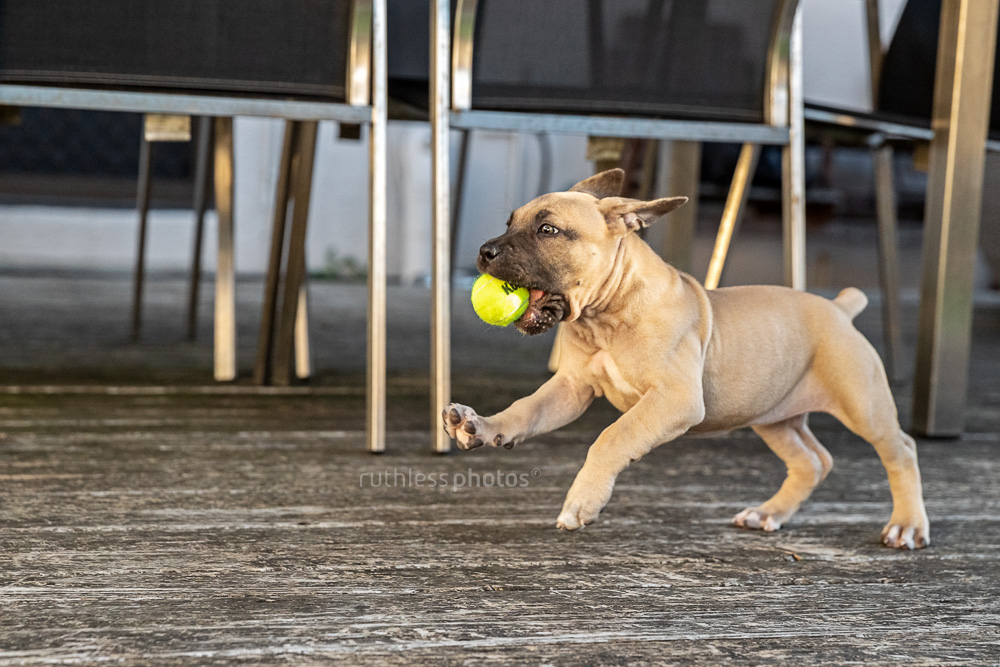 red pit bull puppy running with small tennis ball