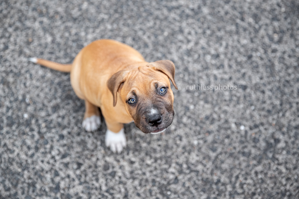 red amstaff puppy with white socks sitting on concrete looking up