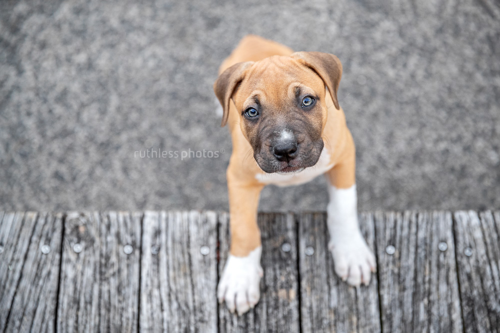 red amstaff puppy with white socks standing with feet on edge of deck looking up