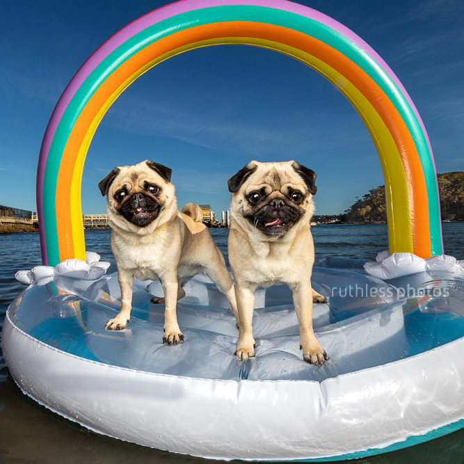 two fawn pugs biscuit and pikelet on an inflatable rainbow cloud