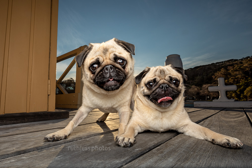 funny shot of two pugs holding hands