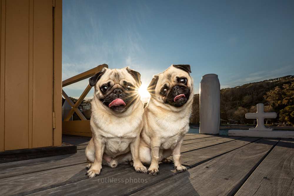 two pugs at sunset with off camera lighting and lens flare