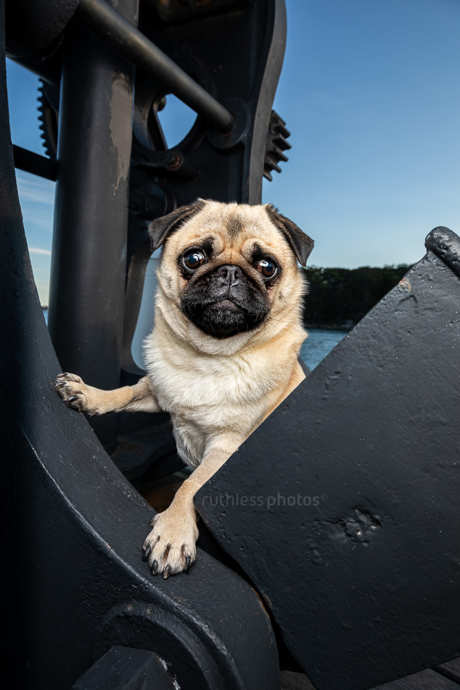 fawn pug standing on old ship cogs