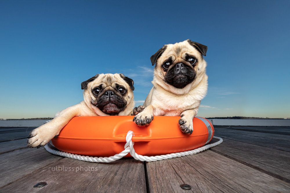 biscuit and pikelet the fawn pugs sitting in an orange safety life ring