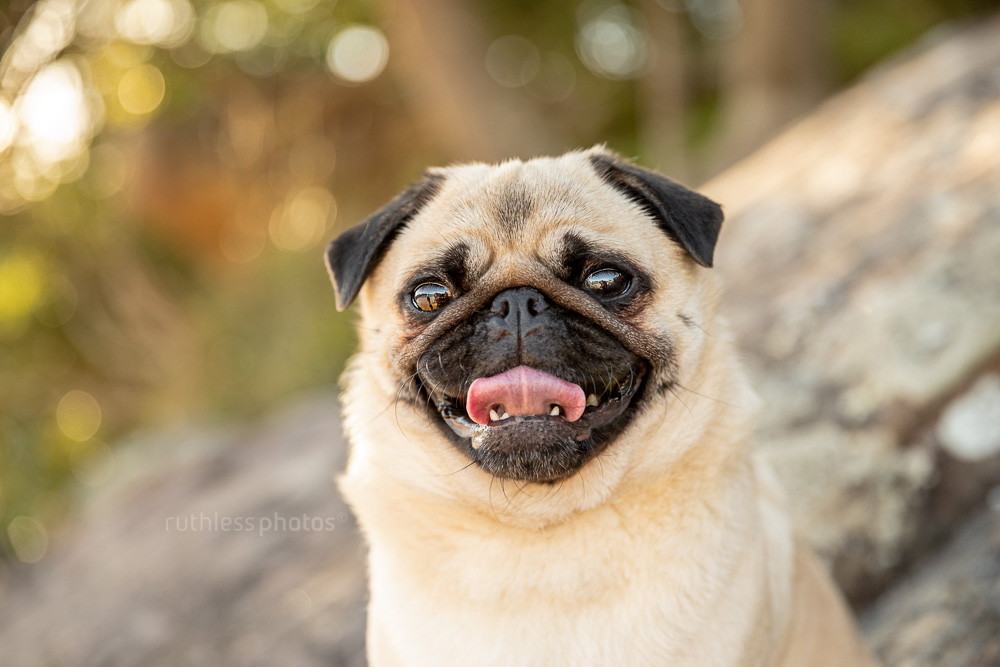 happy panting fawn pug in nature