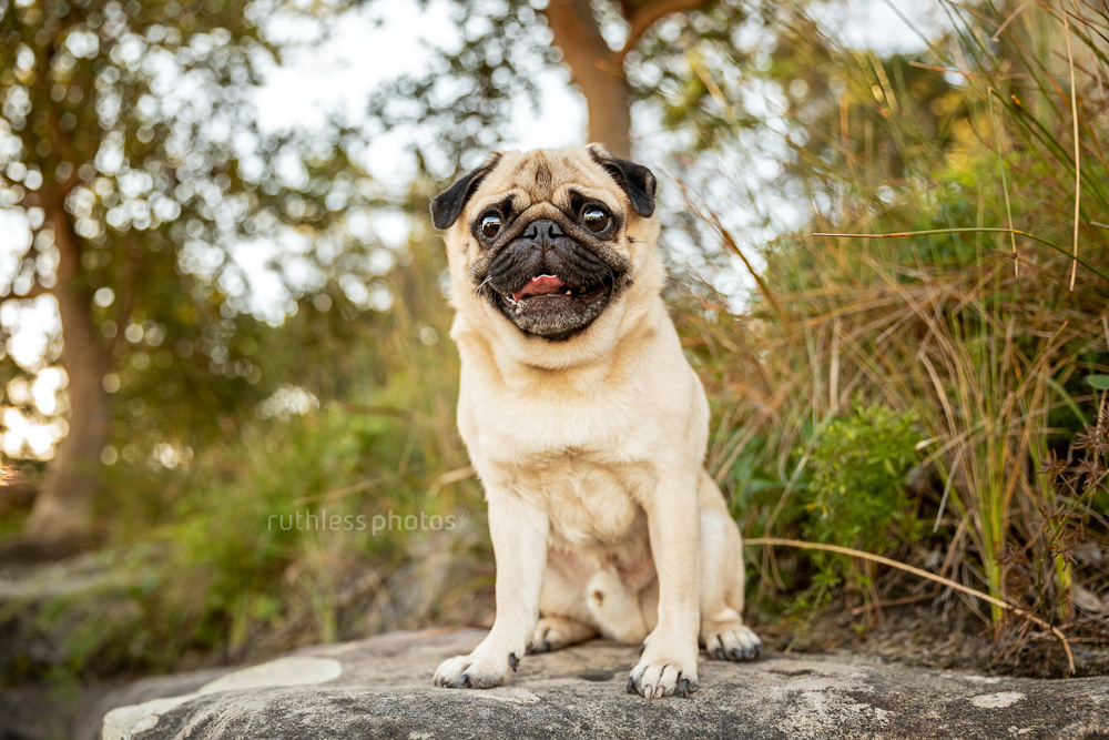 happy panting fawn pug sitting on a rock in the bush