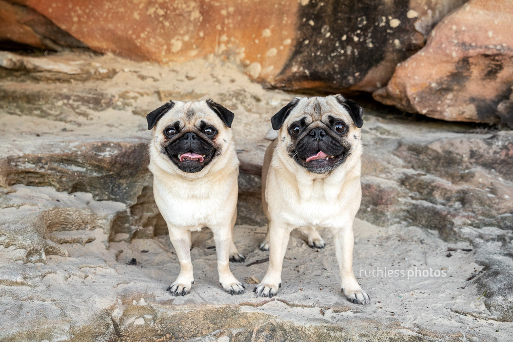 biscuit and pikelet the famous pugs sitting on rock looking up at camera