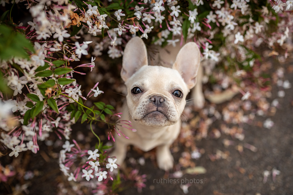 cream french bulldog standing under pretty pink flowers on a bush looking up