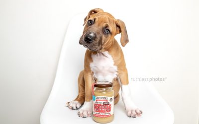 Introducing Peanut Butter – Sydney Puppy Photos