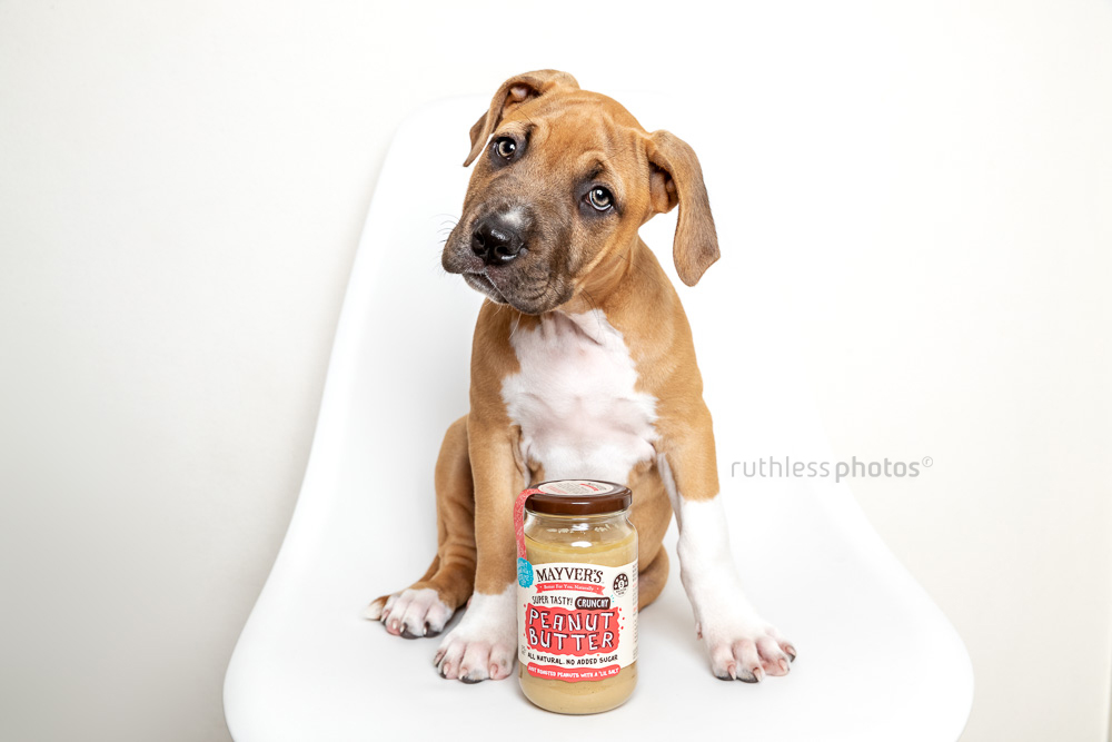 cute puppy with jar of mayver's peanut butter