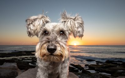 Pepper the Schnauzer – Sydney Dog Photographer