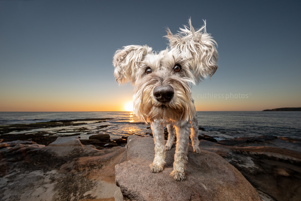 schnauzer dog standing on rocks at sunrise with funny expression