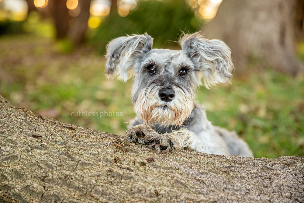 cute scruffy dog in park with front feet on log
