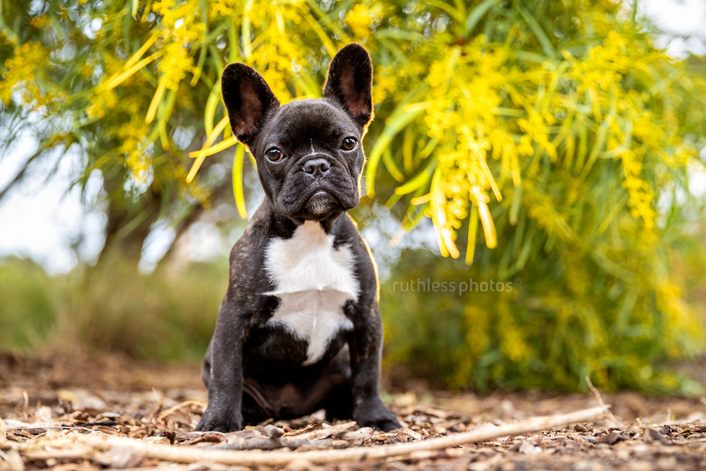 french bulldog puppy sitting in front of wattle tree