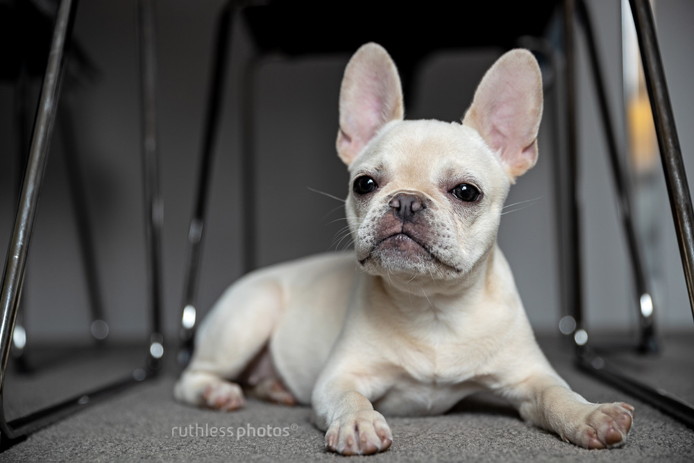cream french bulldog lying on carpet under dining table and chairs