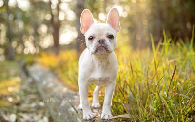 Bailey the Frenchie – Pet Photography Sydney