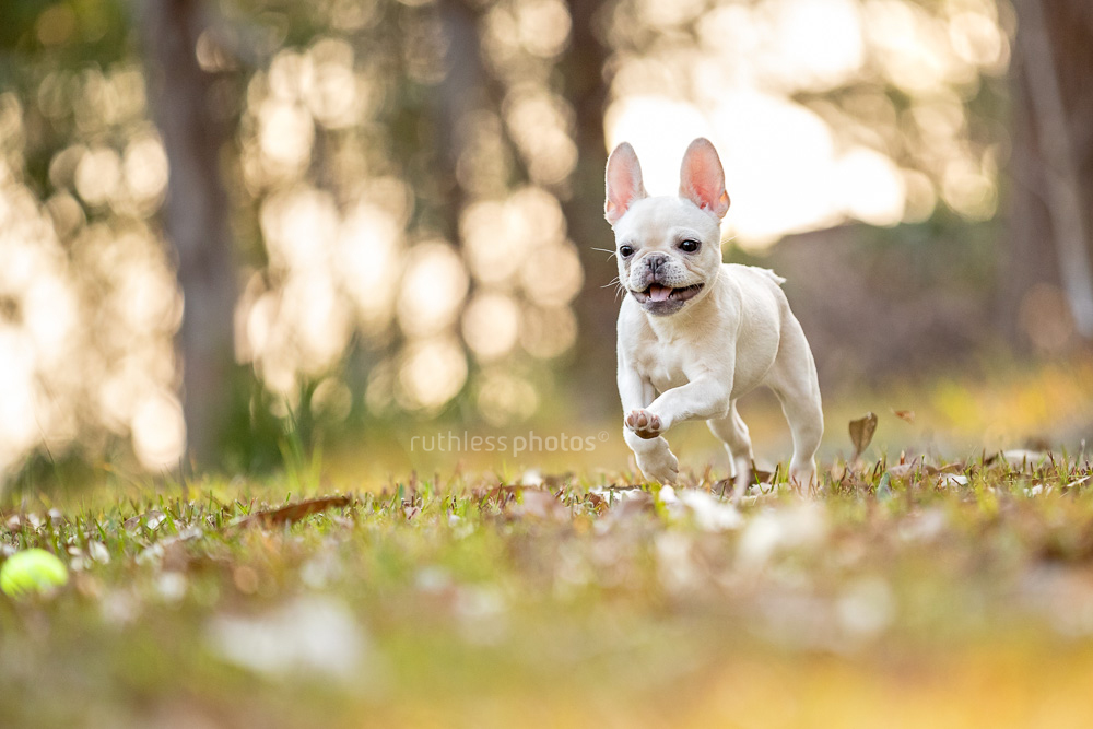 cream french bulldog playing fetch in the park