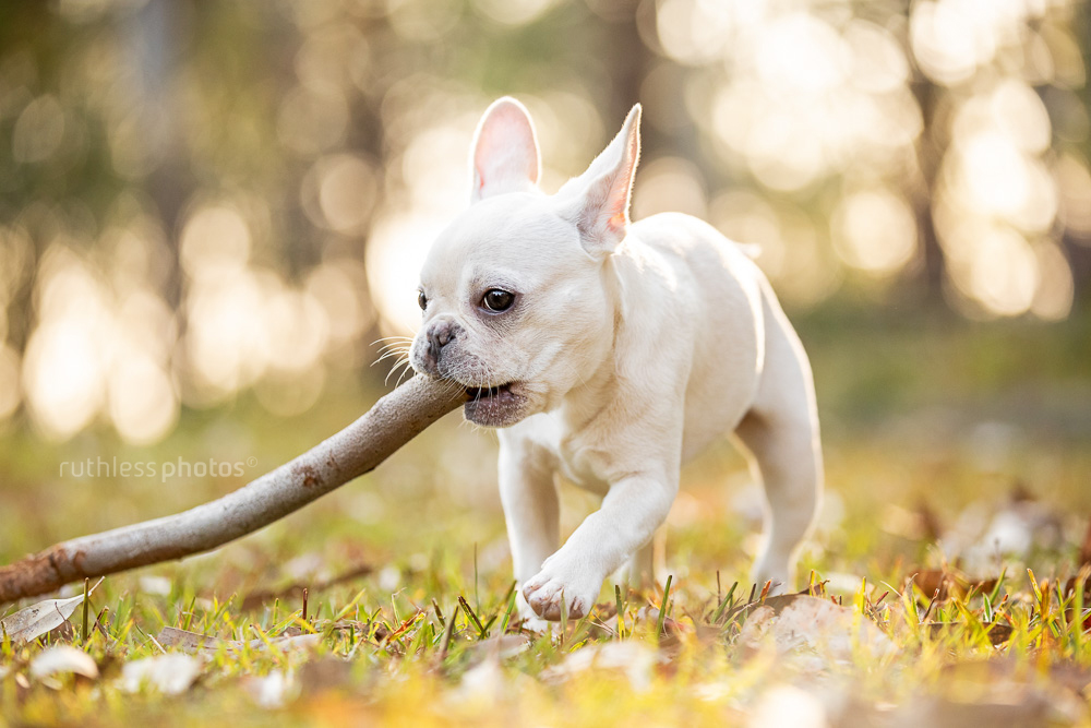 cream french bulldog running with a stick in her mouth in the park