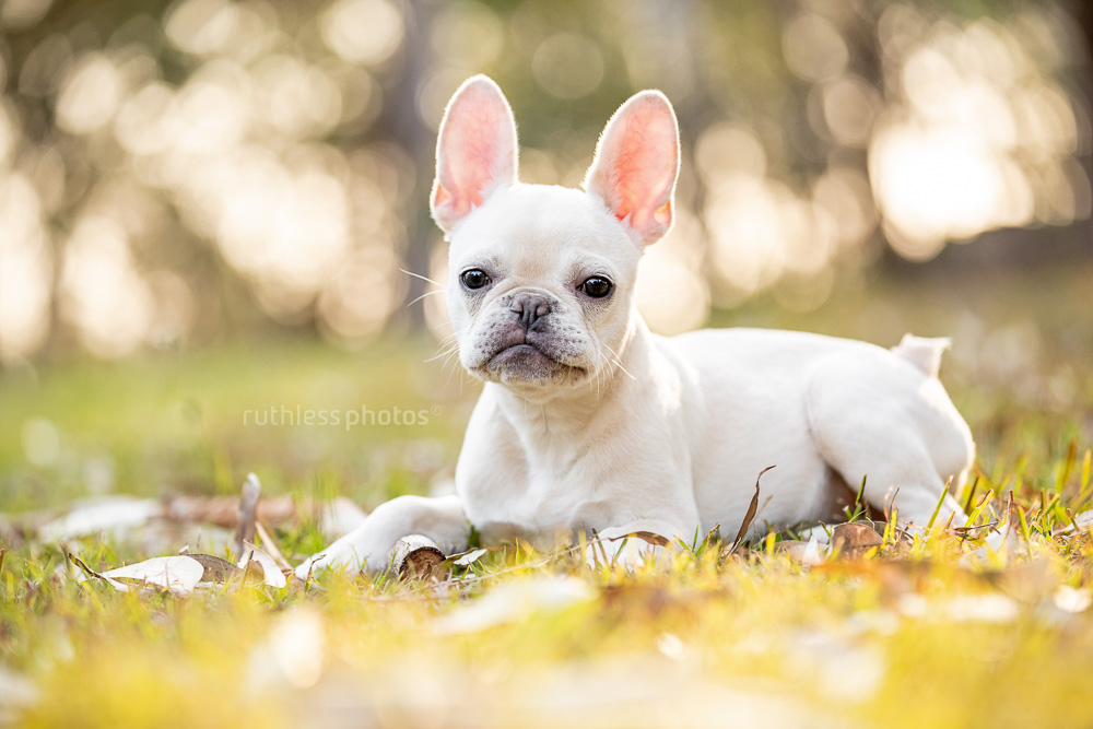 cream french bulldog lying on the grass in the park