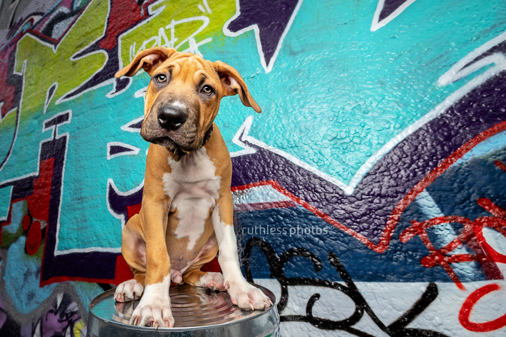 red pit bull type puppy sitting on bin in front of graffiti